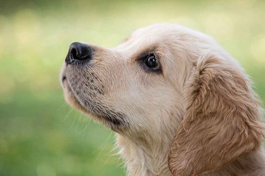Golden pup