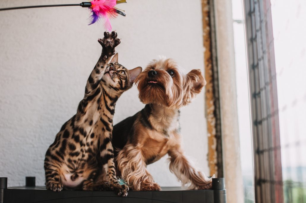 Spelende kat en hond