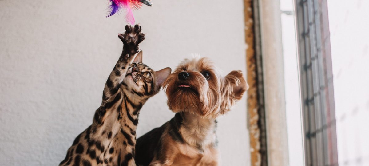 Spelende kat en hond