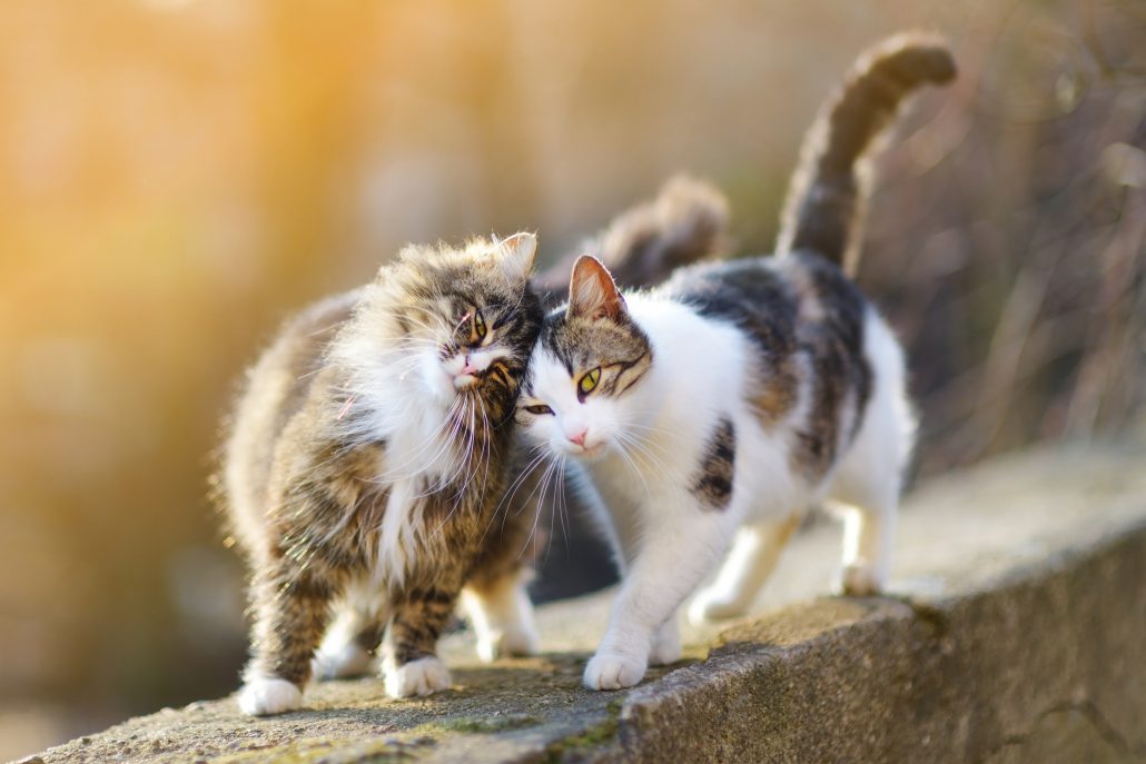 Twee knuffelende katten