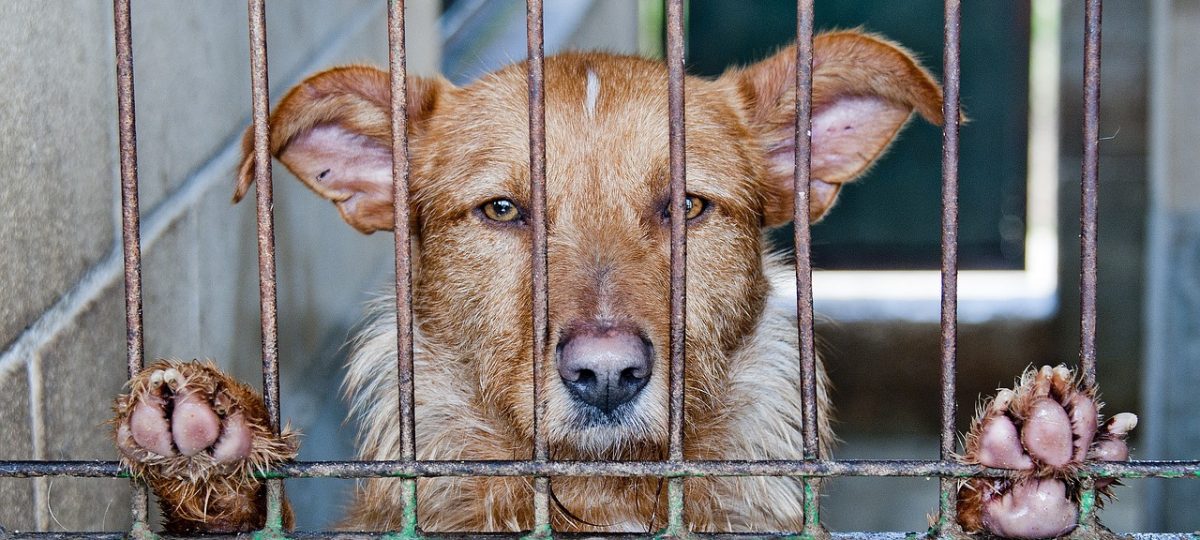 hond tralies