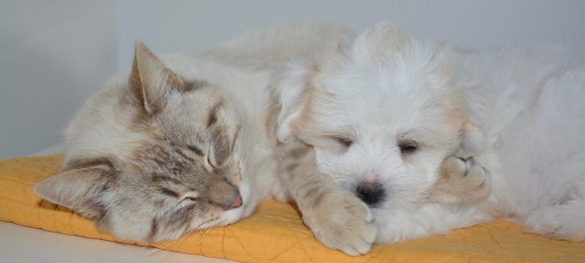 kat en hond