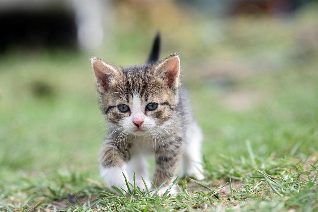 kitten