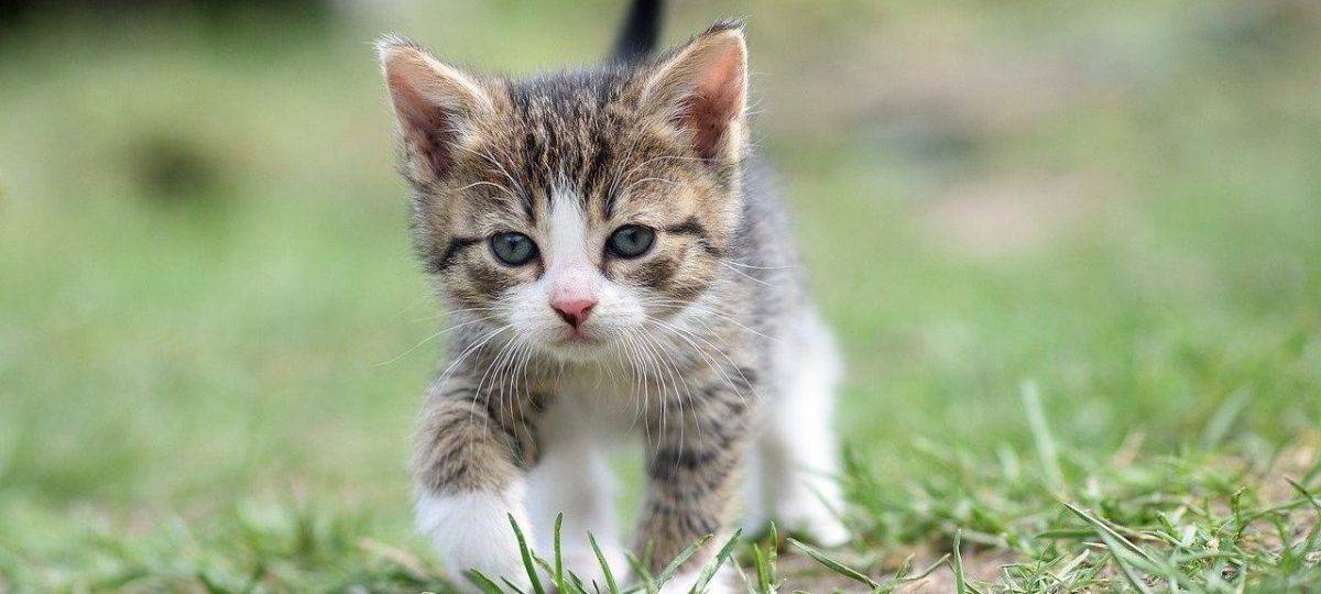 kitten