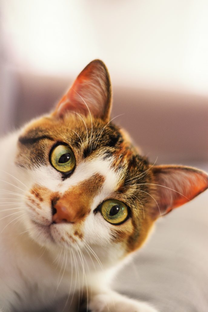 Kat close up