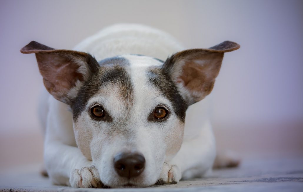 oud hondje