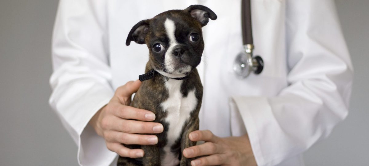 hondje dierenarts