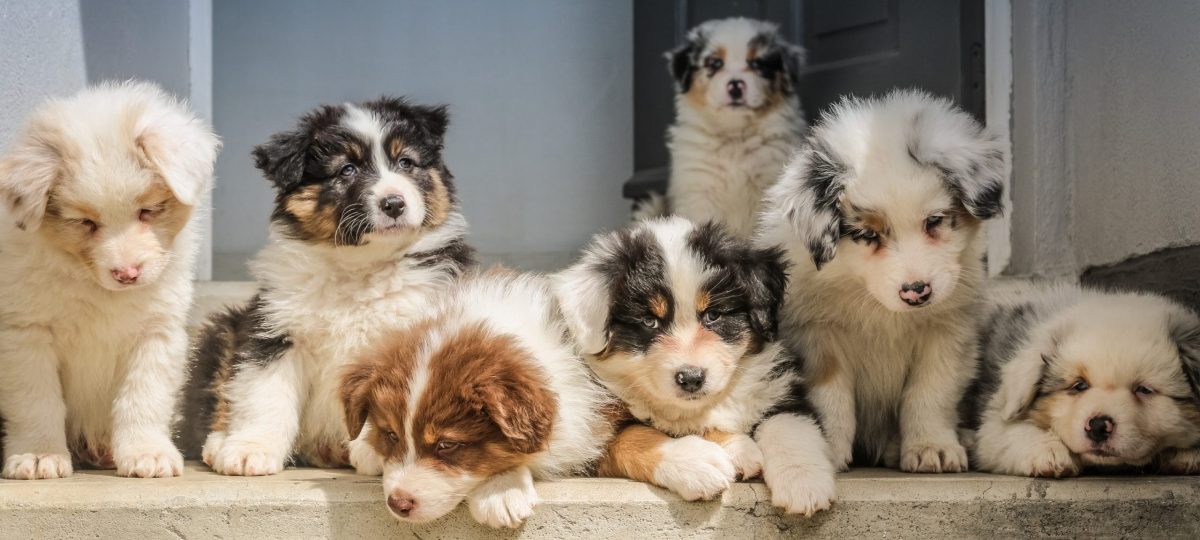 puppies