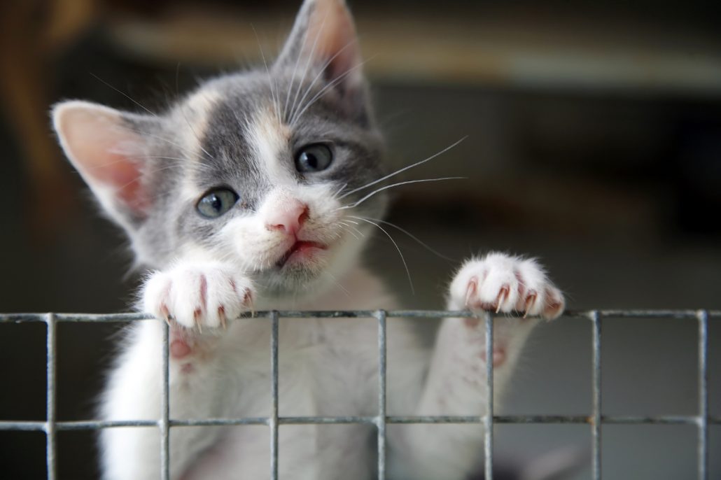 kitten kijkt over hek