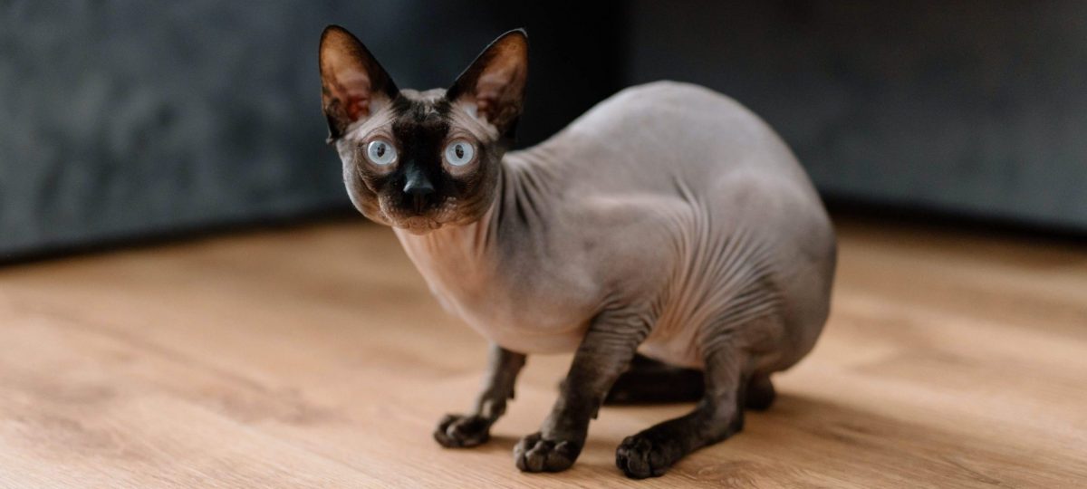 naaktkat