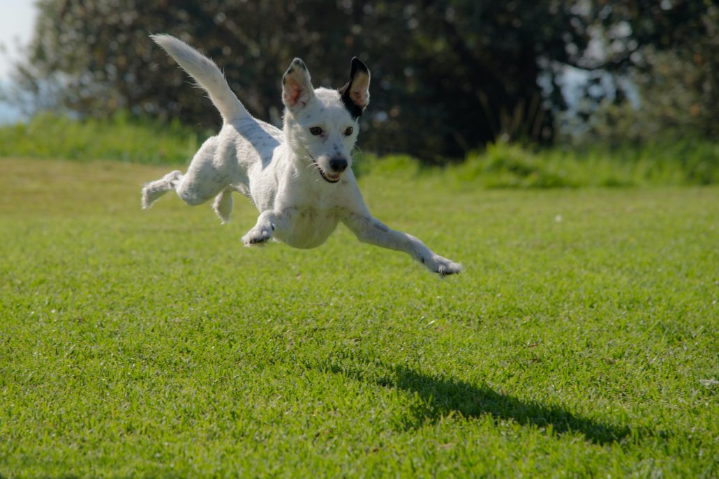 Springende hond