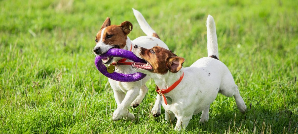spelende honden