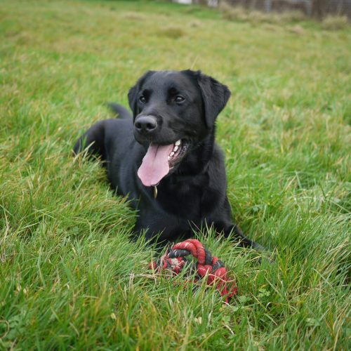 zwarte labrador