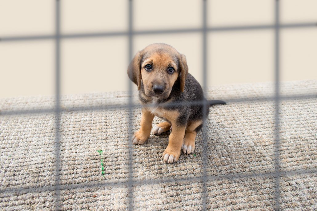 pup in kennel zielig