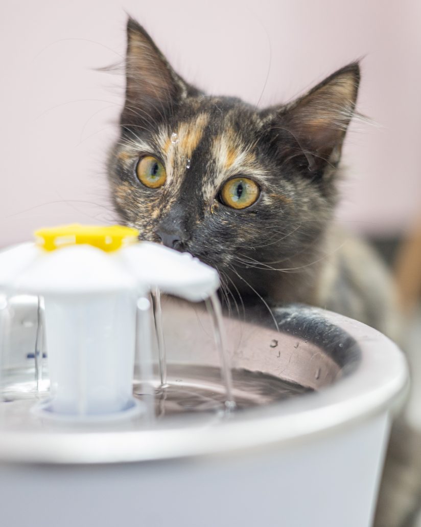 drinkfontein kat