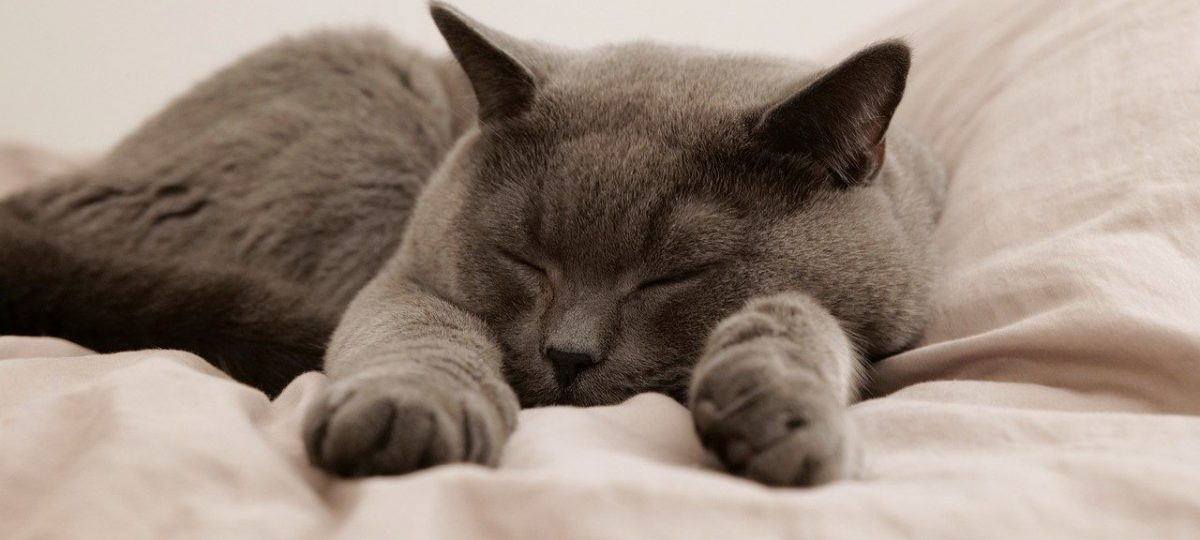 Kat op deken HEADER