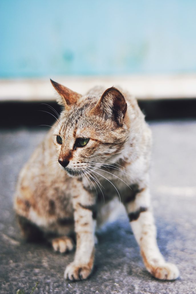 Oude kat