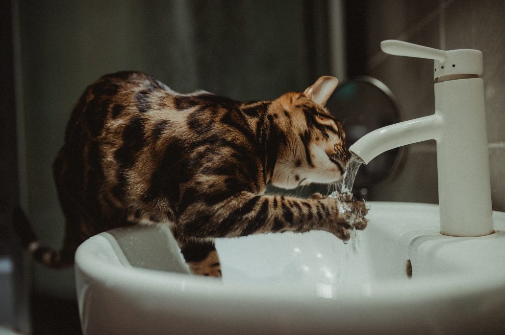kat-drinkt-uit-kraan