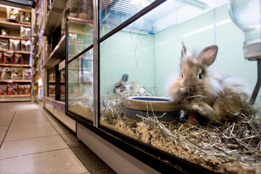 huisdierenhandel