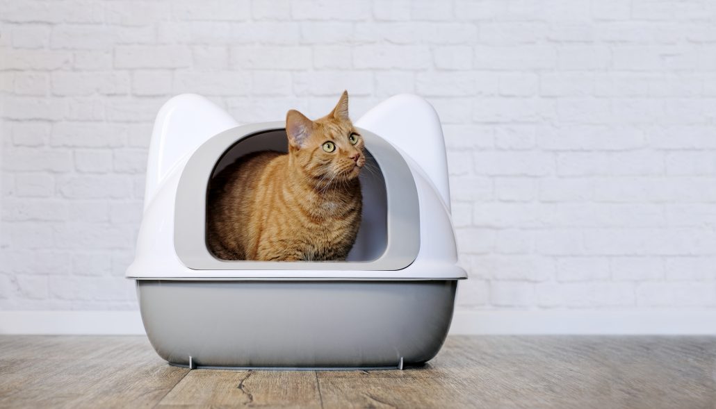 Kat kattenbak