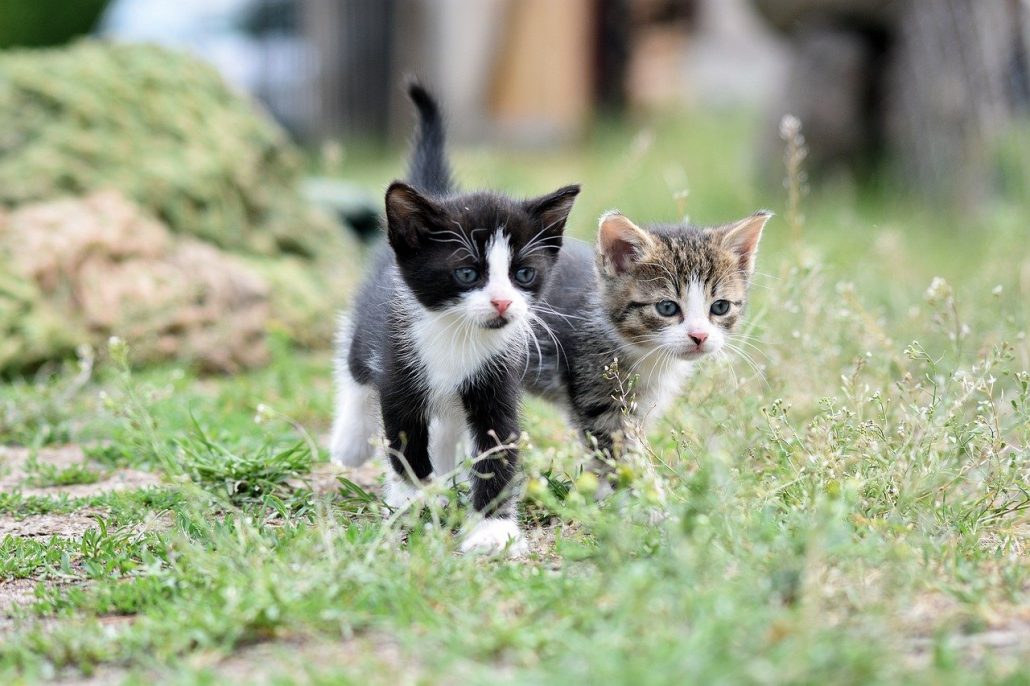 Twee kittens gras