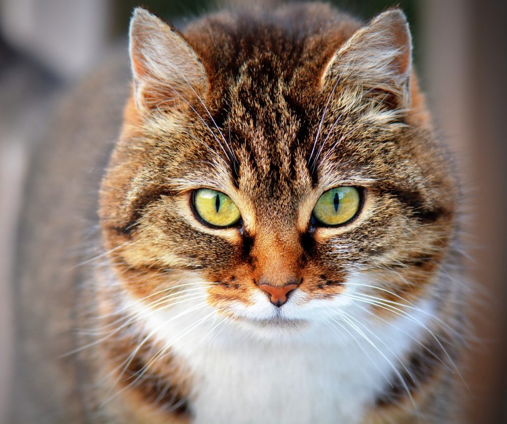Kat close up