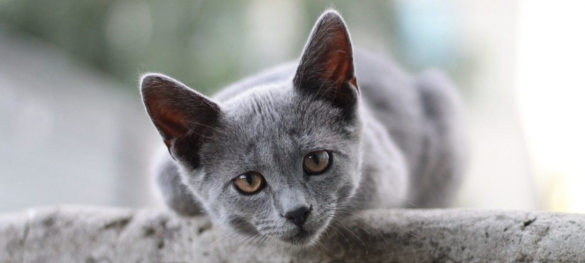grijze kat