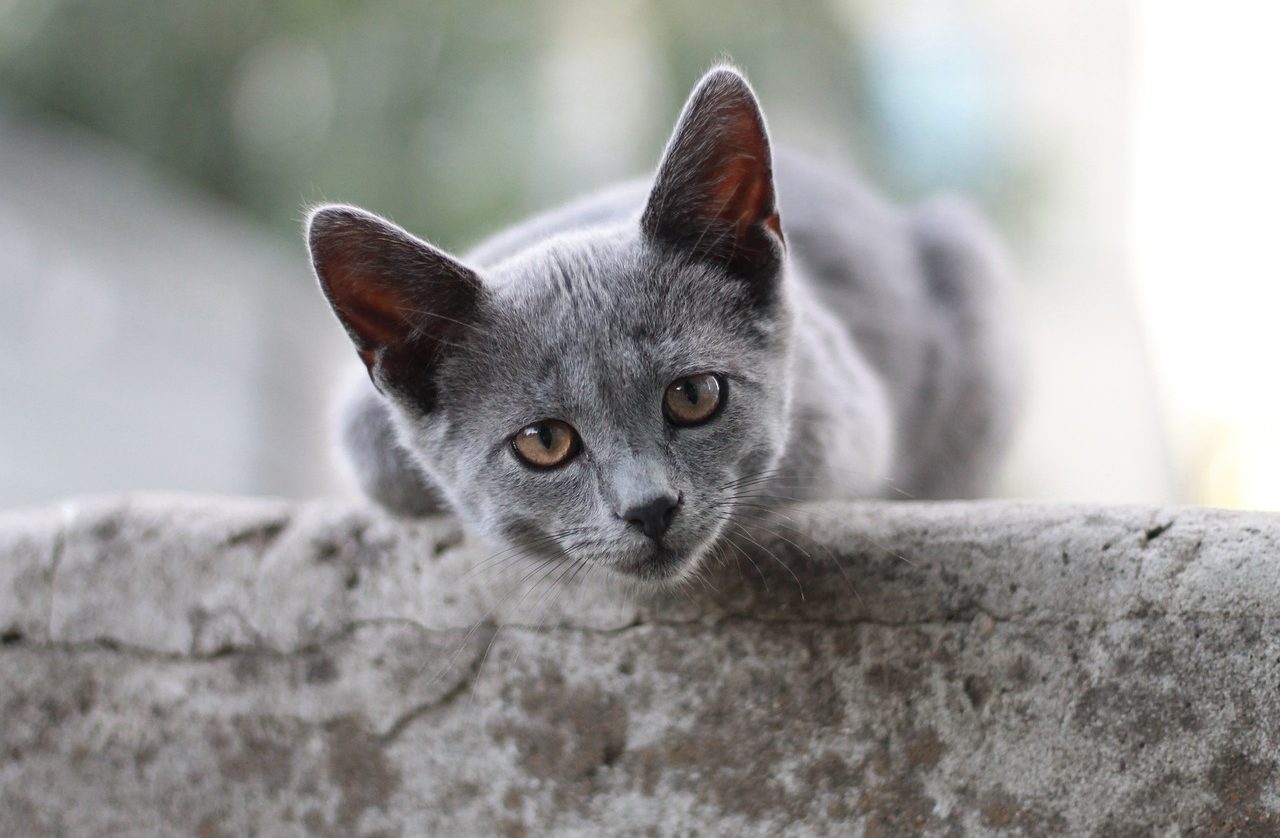 grijze kat