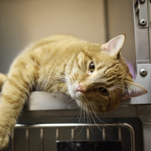 kat bij dierenarts