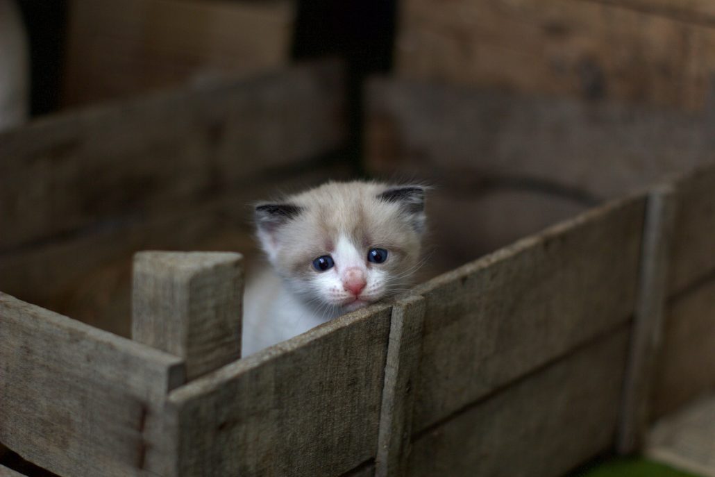 kitten zielig