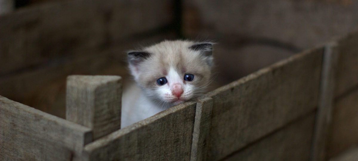 kitten zielig
