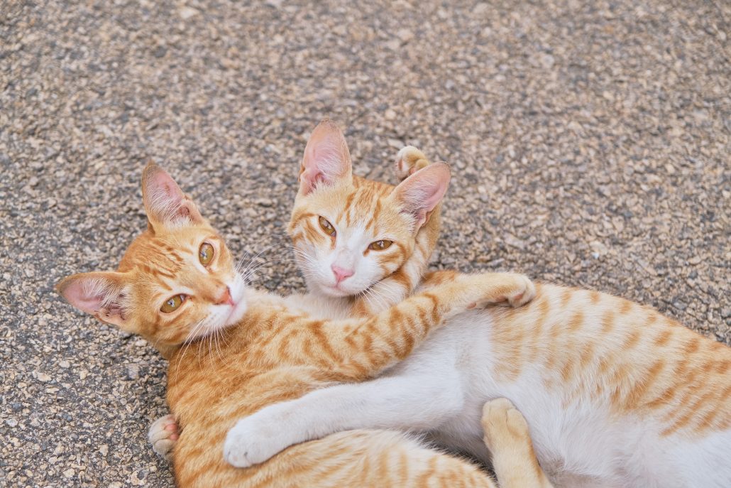 Twee katten knuffelen