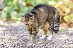 Boze kat