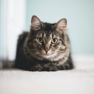 Kat kijkt angstig