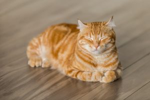 kat ontspannen