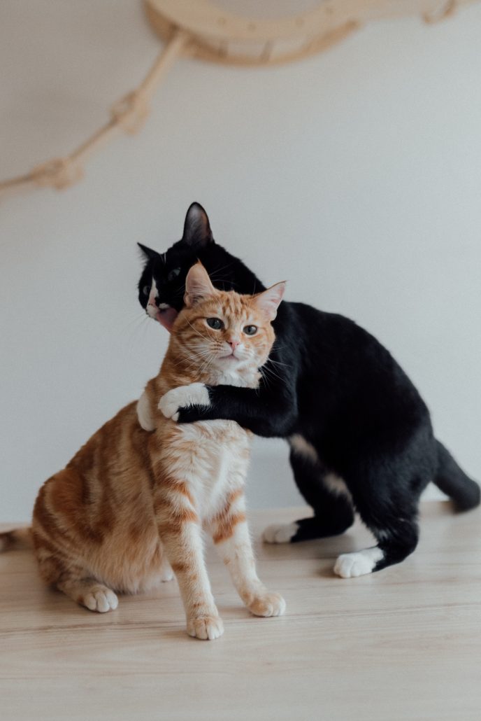 katten spelen met elkaar