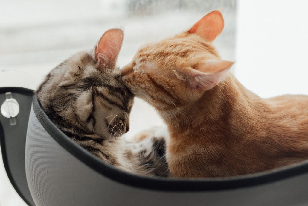 katten wassen sociale behoeftes