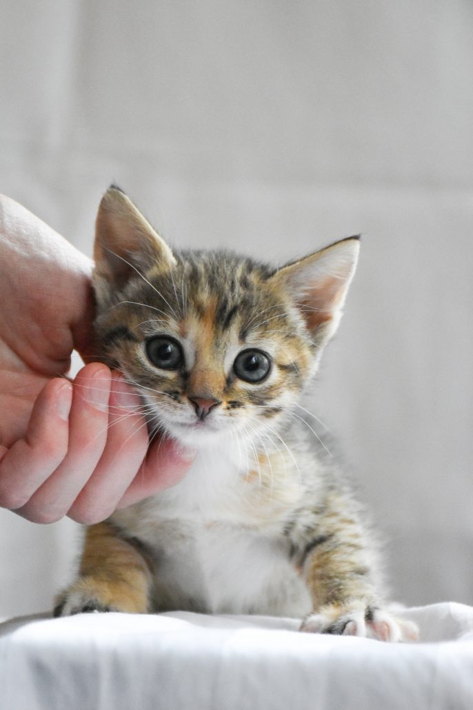 kitten aaien 