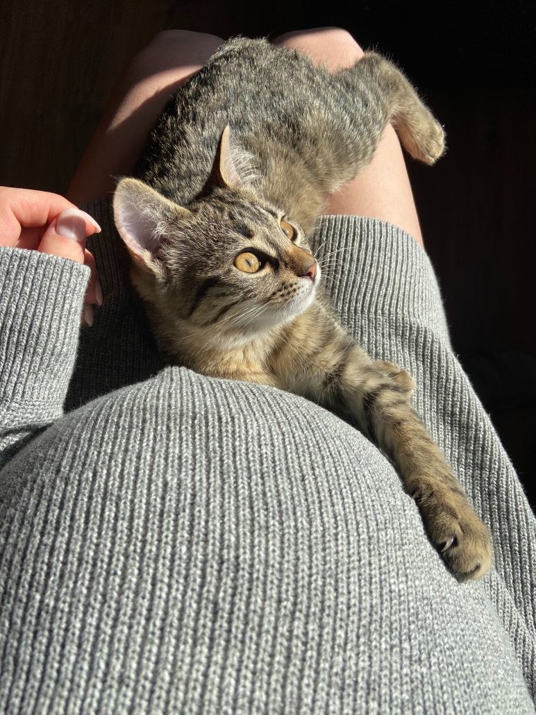 kat op schoot zwangere vrouw