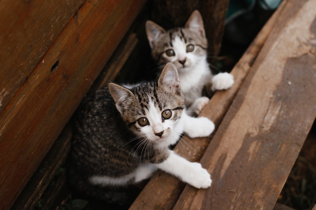 twee kittens buiten