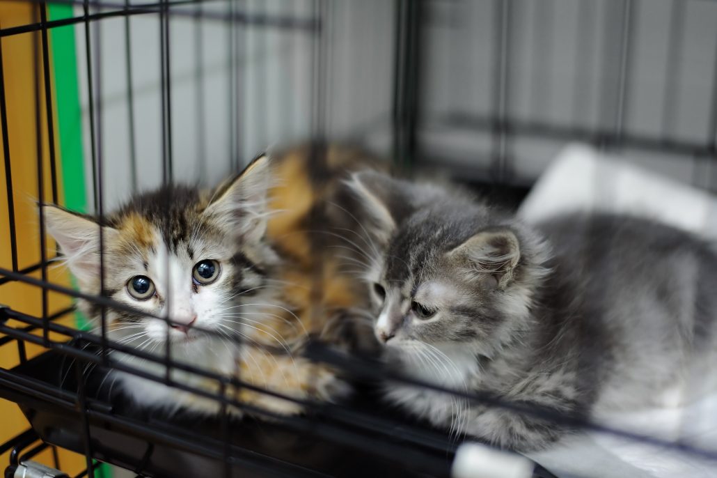 kittens in kooi