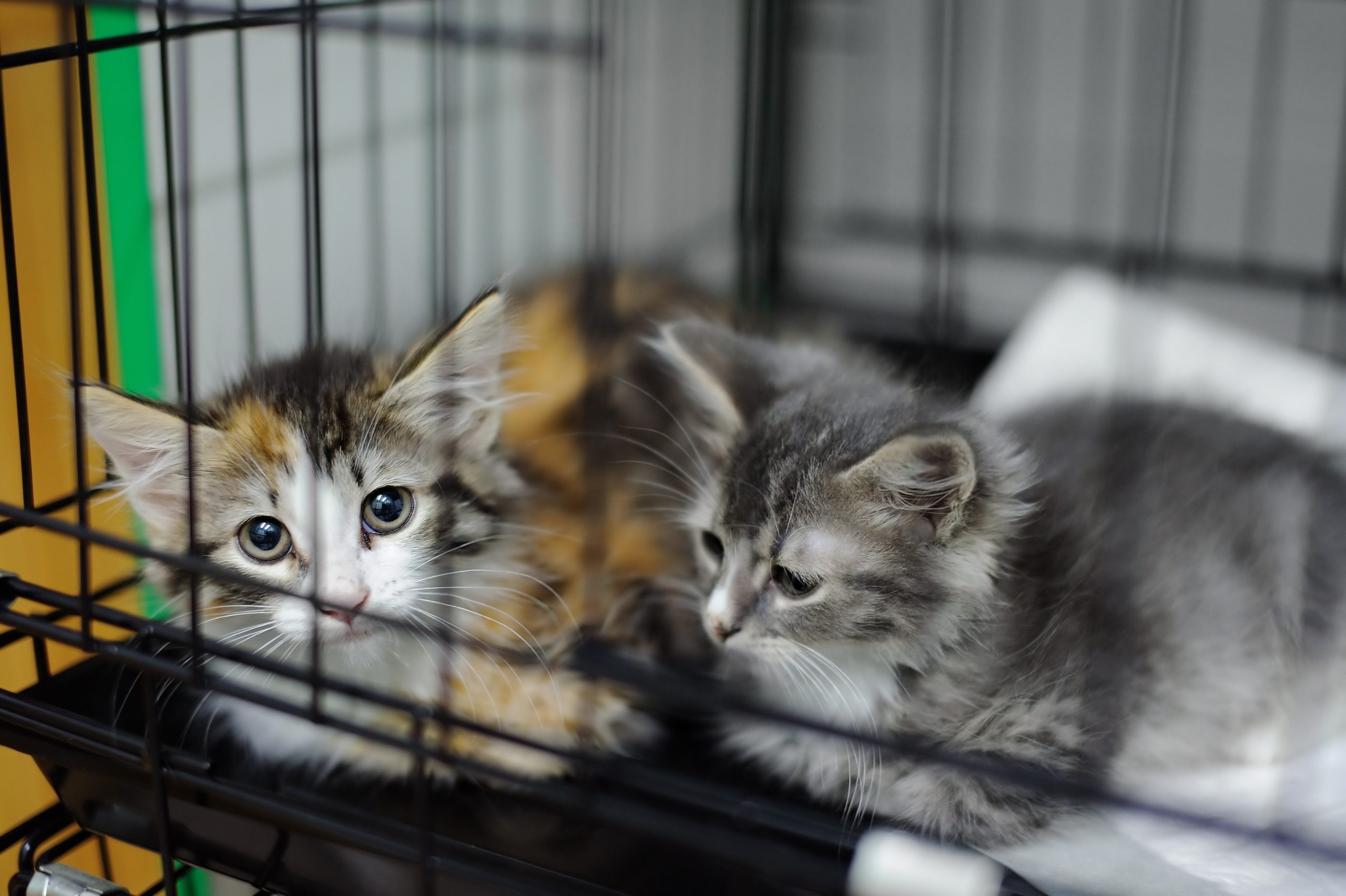 kittens in kooi