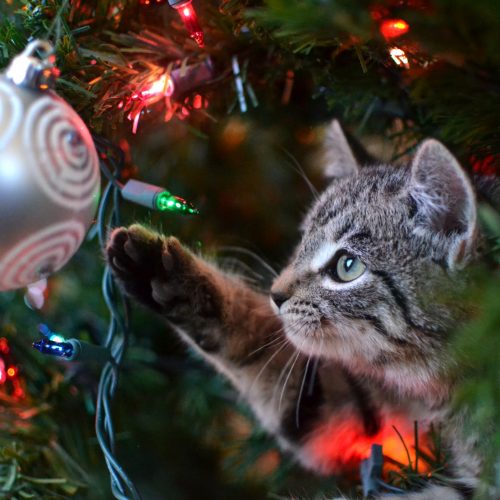 Kat kerstboom
