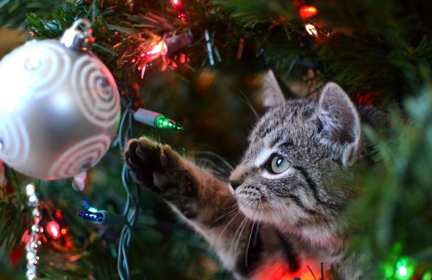 Kat kerstboom