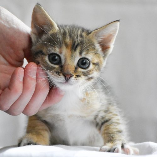 Kitten geaaid