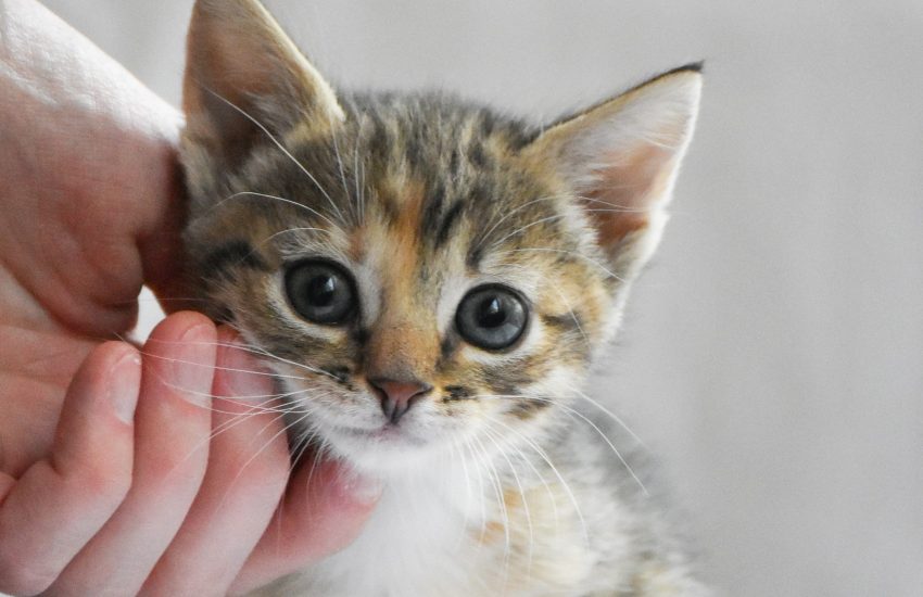 Kitten geaaid
