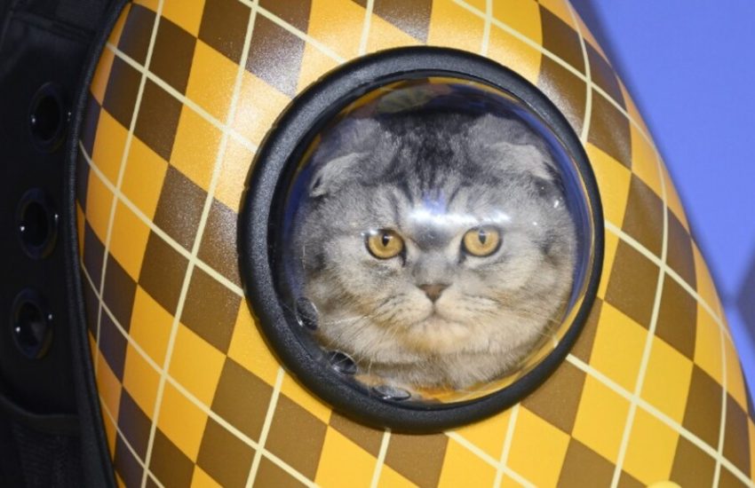 Argylle Scottish fold