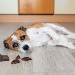 Hond chocola