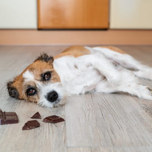 Hond chocola