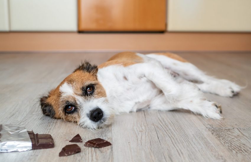 Hond chocola
